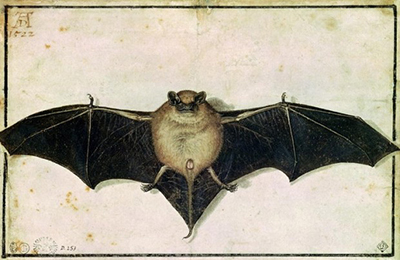 Bat Albrecht Durer